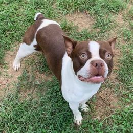 Chopper - Boston Terrier