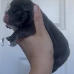 Girl 2 - Blue tri-color female Bulldog puppy in Las Vegas, Nevada from PupsByNikki