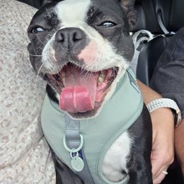 Boston Terrier and French Bulldog All Grown Up from Vanover's Boston Terriers and Frenchies