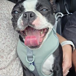 Boston Terrier and French Bulldog All Grown Up from Vanover's Boston Terriers and Frenchies