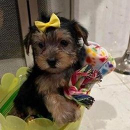 Yorkshire Terriers from Young's Puppies