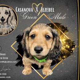 Dachshund Puppies from T’s D’Vine Doxies