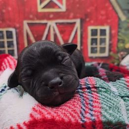 Grace (Miss. Purple) - Black female Staffordshire Bull Terrier puppy in Georgetown, Texas from Bruhaus Kennels