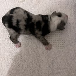 Boy 1 - Miniature Australian Shepherd puppy in Corydon, Indiana from Arbuckle’s Lookin Good Aussies (LGA)