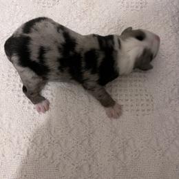 Boy 1 - Miniature Australian Shepherd puppy in Corydon, Indiana from Arbuckle’s Lookin Good Aussies (LGA)