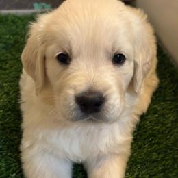 Boy 1 - Light golden male Golden Retriever puppy in Lehigh Acres, Florida from Puppy Love