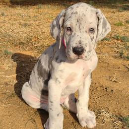 Luna Blue Merle - Merle female Great Dane puppy in Kannapolis, North Carolina from Carolina Great Danes & Toy Poodles