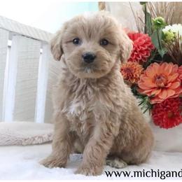 Johnny - Apricot male Goldendoodle puppy in Swartz Creek, Michigan from Michigan Doodles