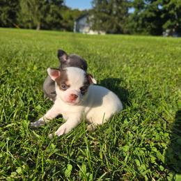 Trixie - Chocolate and white female Chihuahua puppy in Amity, Pennsylvania from Baxters Chihuahuas