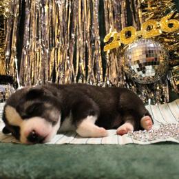 Teal - Black and white male Siberian Husky puppy in York, Pennsylvania from Spalla Pups