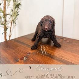 Camper - Chocolate male Goldendoodle puppy in Soddy Daisy, Tennessee from The W Doods