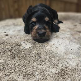 Bluey - Black and cream male Dachshund puppy in Anaconda, Montana from Montana Country Dachshunds