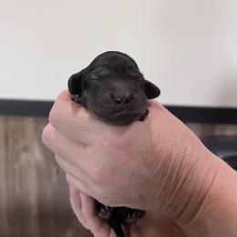 Boy 2 - Brindle male Dachshund puppy in Gouverneur, New York from Dack Dachshunds