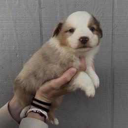Petite - Blue merle female Miniature Australian Shepherd puppy in North Lakeport, California from Wild Rose Ranch