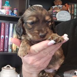 Shaded cream or red brindle pending test - Cream male Dachshund puppy in Port Charlotte, Florida from Vicki's Dachshund Crossing