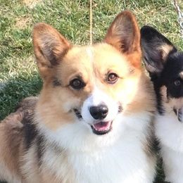 Tuff - Pembroke Welsh Corgi