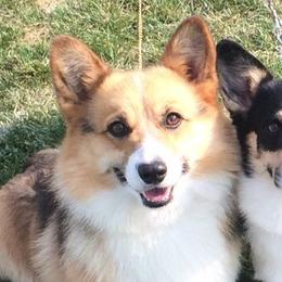Tuff - Pembroke Welsh Corgi