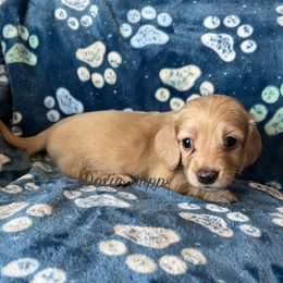 Cassie - Cream Dachshund puppy in Perris, California from Doxie_pupps