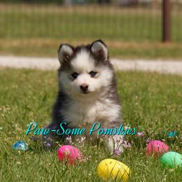 Mascarade - Black and white female Pomsky puppy in Krum, Texas from Paw-Some Pomskies