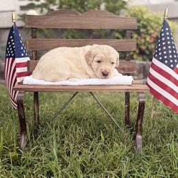 Sam - Cream male Goldendoodle puppy in Nashville, Tennessee from Hilton Doodles