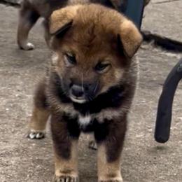 Masha - Sesame - UKC - Sesame female Shiba Inu puppy in Clewiston, Florida from Animal Farm Shiba Inus & Mameshibas