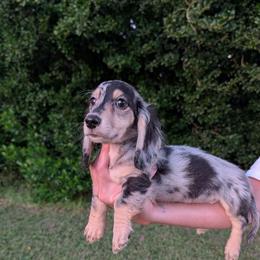 Oreo PET ONLY - Dapple male Dachshund puppy in Unadilla, Georgia from The Hamsley Kennels of South Georgia
