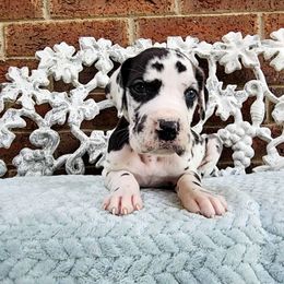 Obake - Harlequin male Great Dane puppy in Arlington, Texas from Scoober Danes