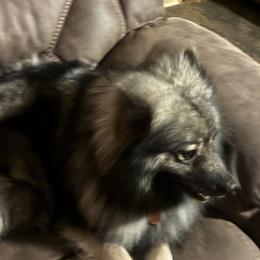 Roo - Keeshond