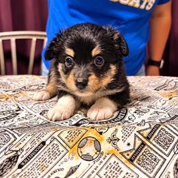 Draco - Black tri-color male Australian Shepherd puppy in Evart, Michigan from Torry's Full Draw Aussie’s