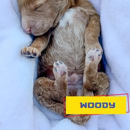 Woody - Red  male Goldendoodle puppy in Lakeland, Florida from Rolling Oak Doodles