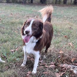 Ginger - Australian Shepherd