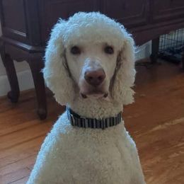 Poodles from Purfect Poodles