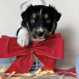 Australian Shepherd Puppies from Scottstead Aussies