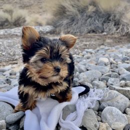 Pomeranian and Yorkshire Terrier Puppies from Dreaming Puppies