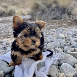 Pomeranian and Yorkshire Terrier Puppies from Dreaming Puppies