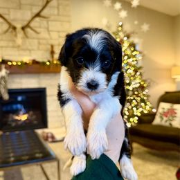 Jovie - Black and white female Bernedoodle puppy in Yuba City, California from Ranch House Doodles