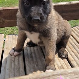Skys Peach - Mahogany female Belgian Malinois puppy in Berry, Alabama from North River k9