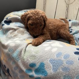 Goldendoodle Puppies from Daisy’s Doodles