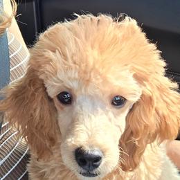 Poodle puppies from CaviCajun Kennels