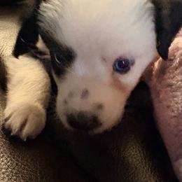 Willow - Black tri female Miniature Australian Shepherd puppy in Rensselaer, Indiana from Geri's Dogs