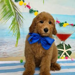 Gracie's Blue Boy - Red  male Goldendoodle puppy in Kountze, Texas from Texas Doodles LLC