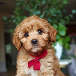 Pitch - Red male Cavapoo puppy in Salado, Texas from Red Ranch Dogs