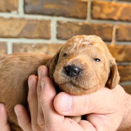 Tessa - Cream female Goldendoodle puppy in Macclenny, Florida from Baker County Goldendoodles
