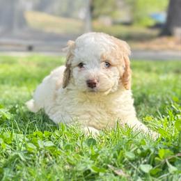 Archer - male Golden Mountain Doodle puppy in Rome, Georgia from Victoria’s Designer Doodles