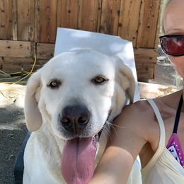 Labrador Retriever All Grown Up from Chateau St. John