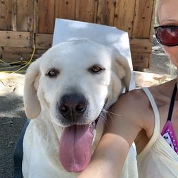 Labrador Retriever All Grown Up from Chateau St. John