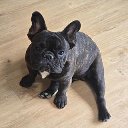 Gold-Sierra Sirius - Brindle male French Bulldog puppy in Santa Fe, New Mexico from ZiaLine French Bulldogs