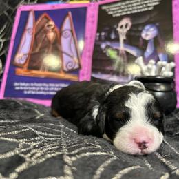Jack - Tri-color male Bernedoodle puppy in Lone Jack, Missouri from Elite Bernedoodle Besties LLC