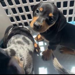 Sonic - Black and tan male Dachshund puppy in Delhi, California from A&M's Dachshunds