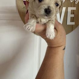 Clove - Apricot female Maltipoo puppy in Fredericktown, Missouri from Doodle Pups Fur-Ever